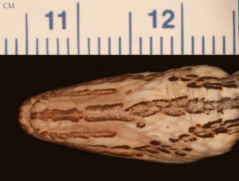 Media type: image;   Herpetology R-30380